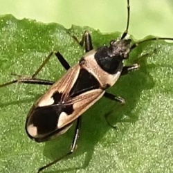 Raglius confusus